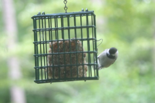 suet 1