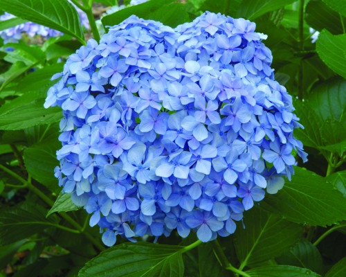 hydrangea SLPC BigDaddy