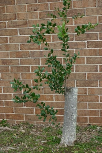 holly pruning 1