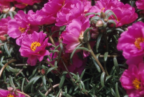 portulaca is salt-tolerant