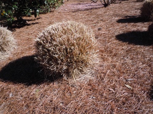 rounding the top of this maiden grass clump means the center will eventually die