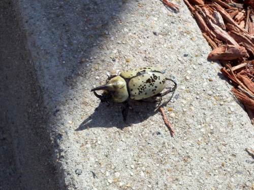 Hercules beetle