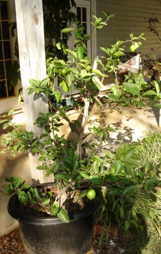 Lime Tree