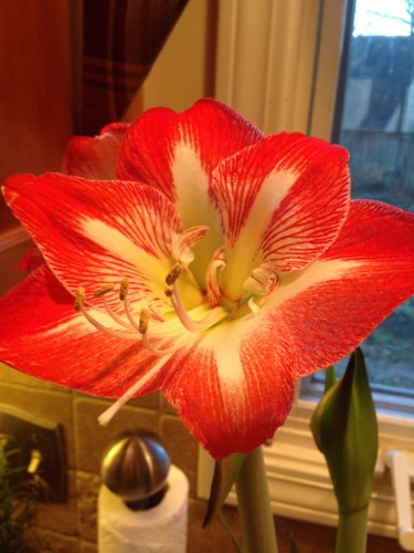 amaryllis (2)