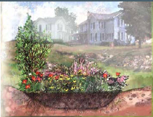 rain garden