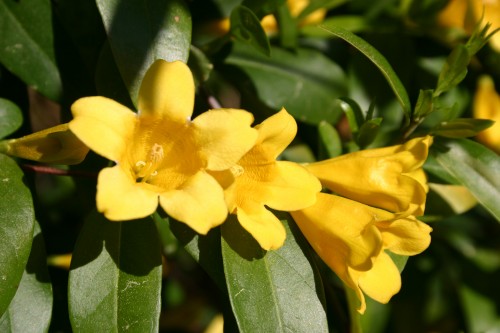 Carolina jessamine 3 (2)