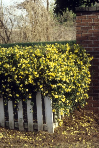 Carolina jessamine (2)