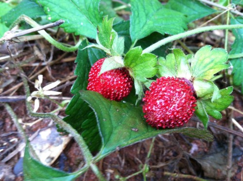 mock strawberry