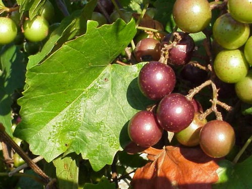 muscadine 1