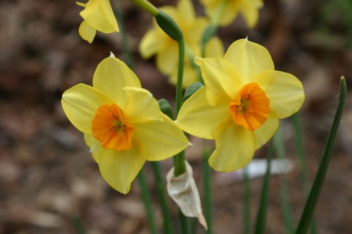 daffodil yellow orange