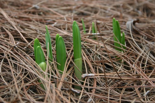 daffodil early 1