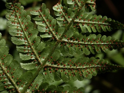 fern spores