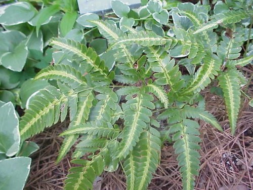 fern arachnoides