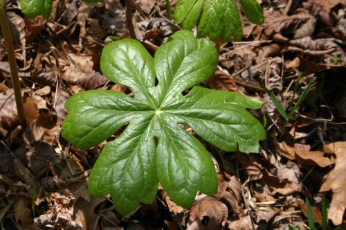 mayapple