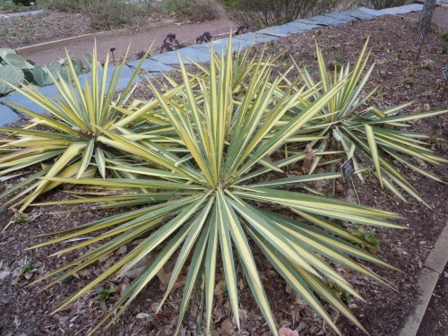 yucca filamentosa Color Guard 2