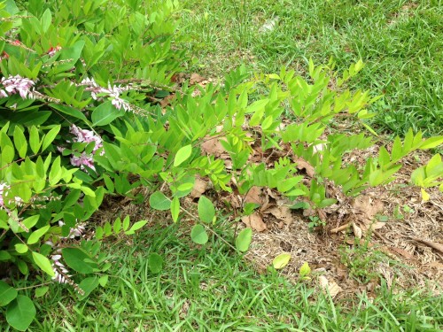 indigofera spreading