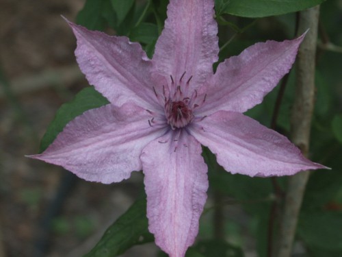 clematis 2