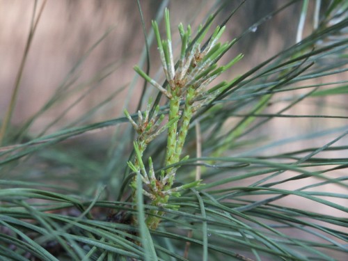 pine candle