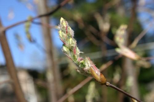 serviceberry flower