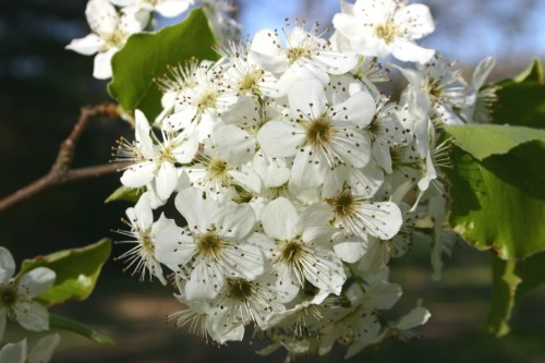 bradford pear