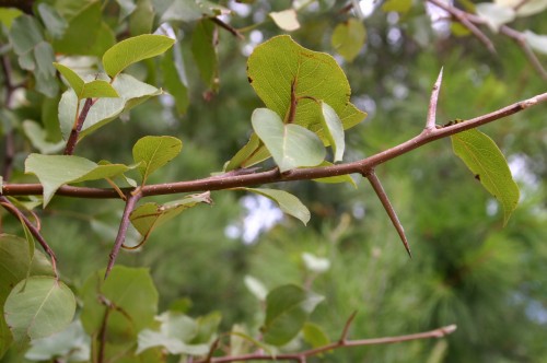 pear callery thorns