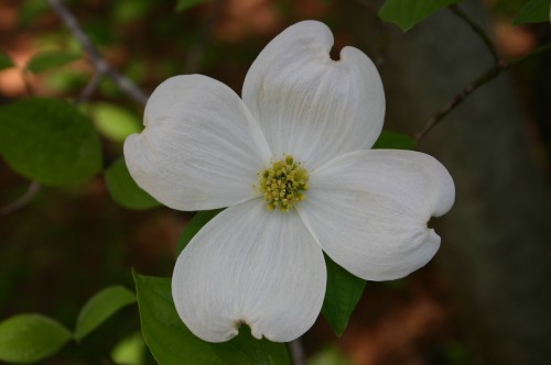 dogwood flower 5