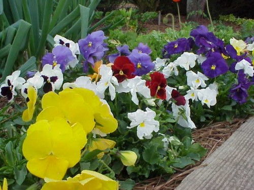 pansy