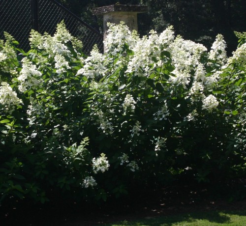 hydrangea 'Floribunda'