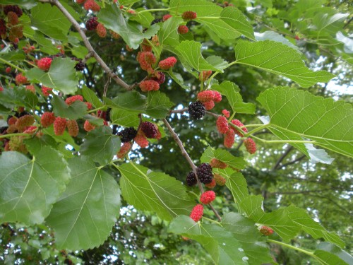 white mulberry fruit