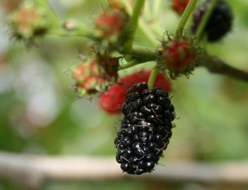 mulberry fruit