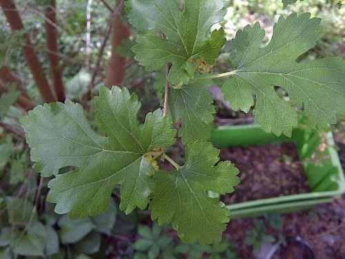 white mulberry leaves