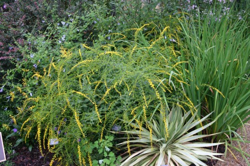 goldenrod 'Fireworks'