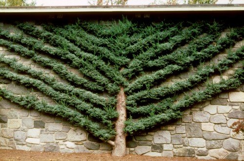 espalier juniper