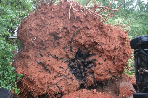 fallen tree