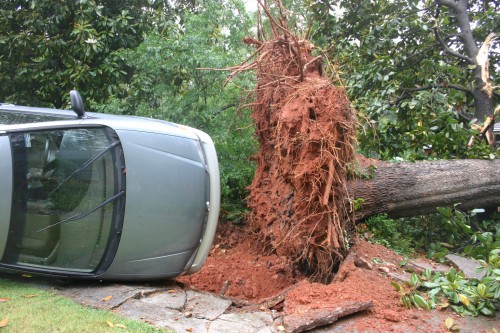 fallen tree