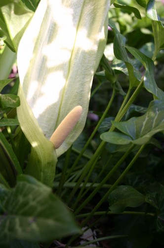 arum spathe