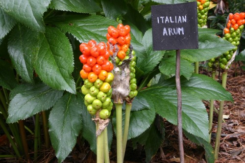 arum seeds