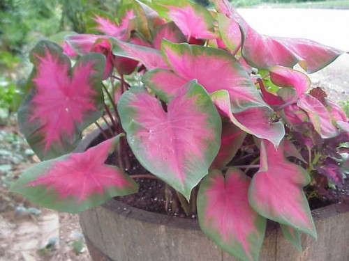 caladium