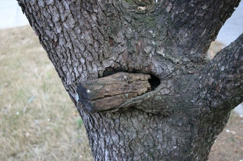 limb stub encourages decay