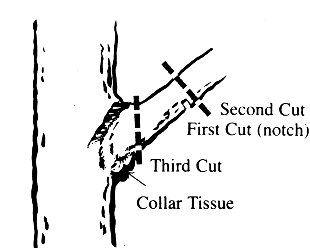 limb pruning