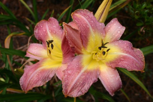 daylily