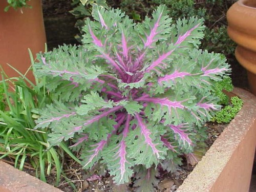 ornamental kale