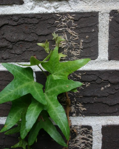 english ivy on wall 1