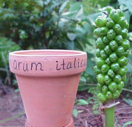 arum pot label 3