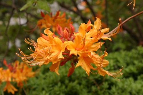 flame azalea