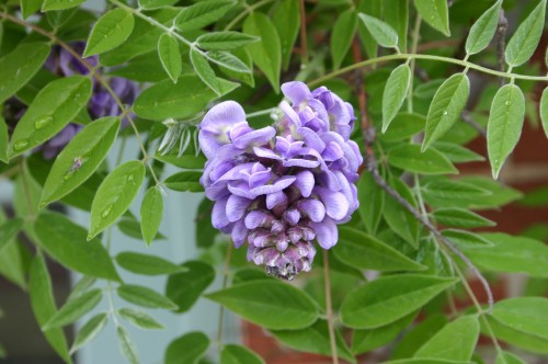 wisteria american 1