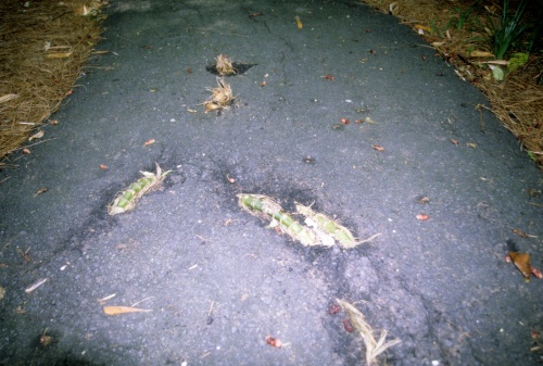 bamboo emerging through asphalt