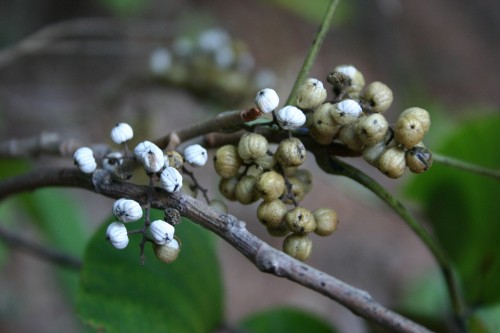 poison ivy seed