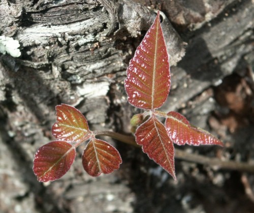 poison ivy seedling