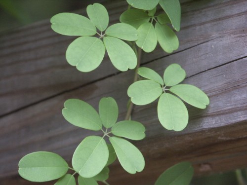 akebia leaves